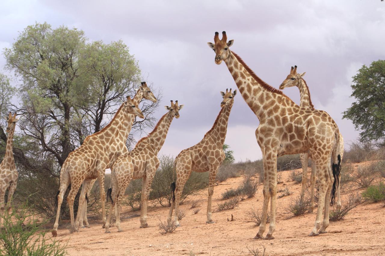 Kgalagadi Lodge Askham 외부 사진