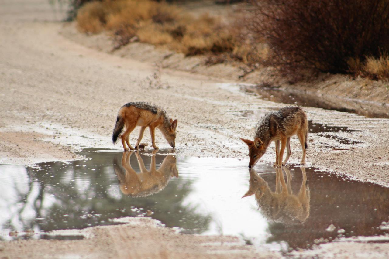 Kgalagadi Lodge Askham 외부 사진